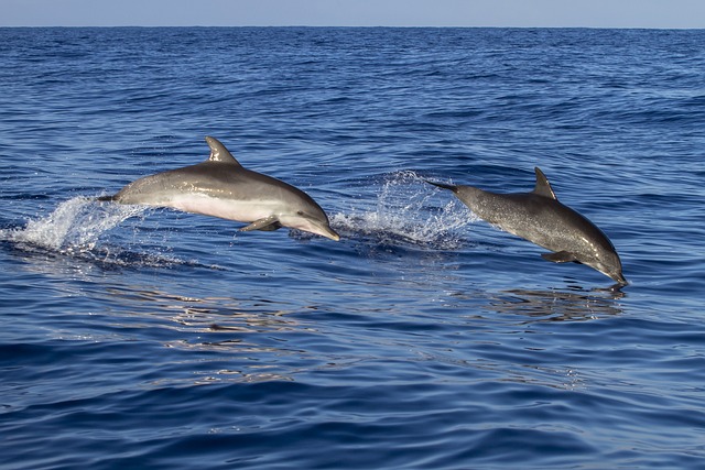 Los delfines se sonríen entre ellos mientras juegan