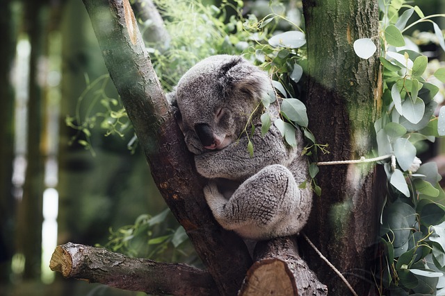 Los koalas, amenazados por las carreteras y la clamidia en Australia