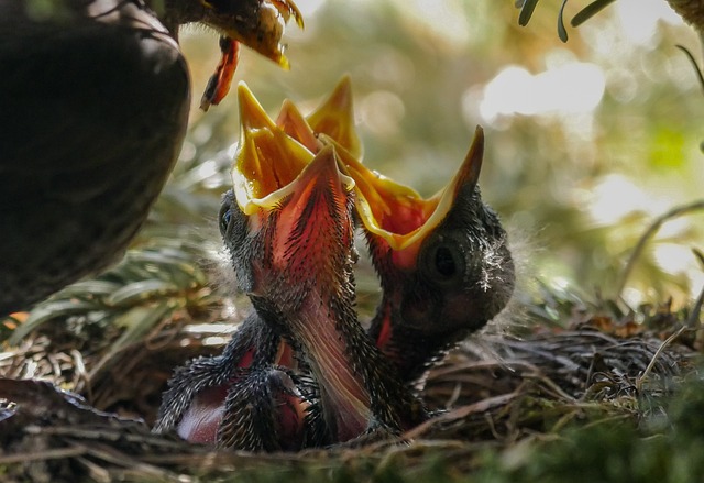 Los sonidos de las crías de aves no solo indican hambre, sino también su estado de salud