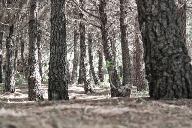 Las plantas de los bosques europeos migran hacia el oeste, principalmente por el nitrógeno