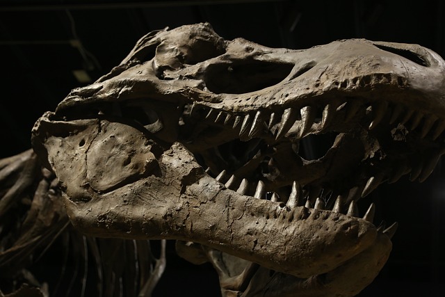 Unos fósiles permiten descubrir dos nuevas especies de aves que convivieron con el T. rex