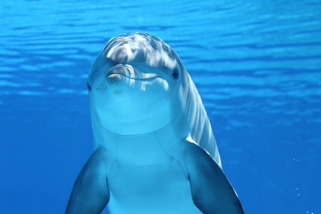 Un equipo de científicos encuentra microplásticos en el aire exhalado por los delfines