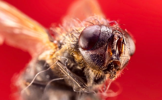 Crean un ‘Google Maps’ del cerebro de la mosca de la fruta, un gran avance en neurociencia