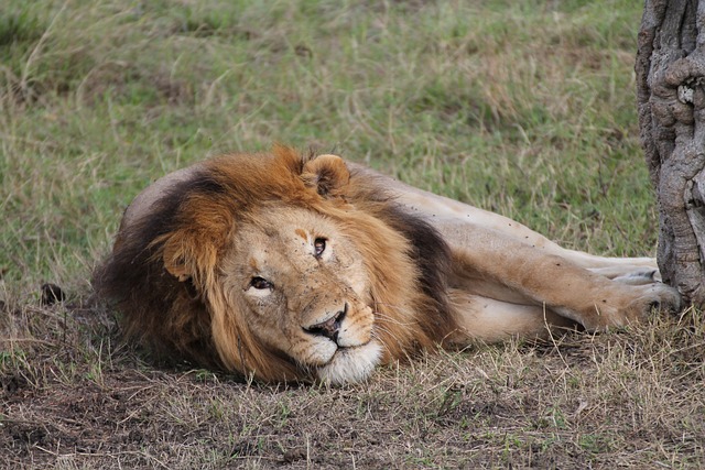 Una dieta ‘rica’ en humanos: lo que ha revelado la dentadura de los leones del pasado