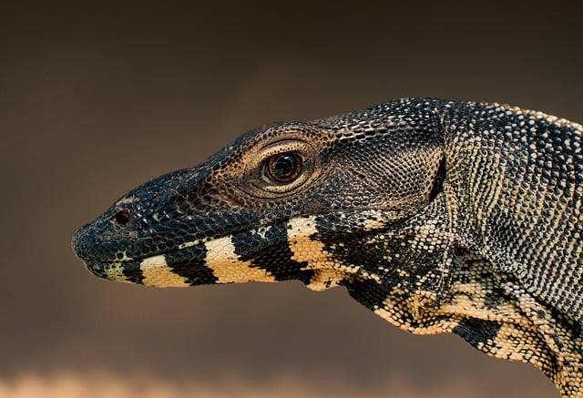 Comprueban la colonización de un gran lagarto en las ciudades del sudeste asiático