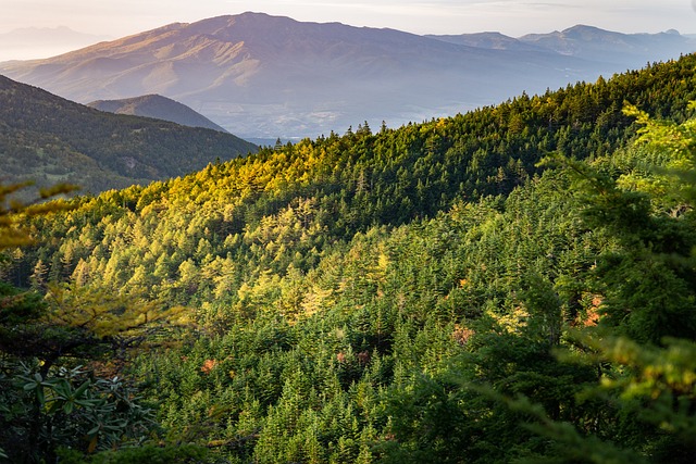 Las soluciones contra el cambio climático a veces no son las mejores para la biodiversidad