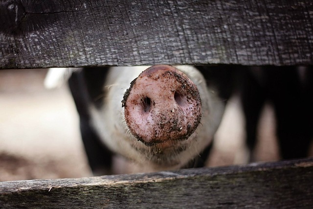 Reviven con éxito cerebro de un cerdo después de su muerte