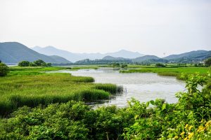 wetland-4946219_640