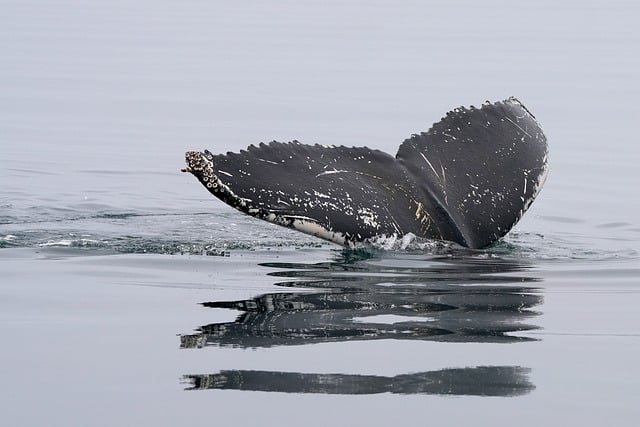 Las colisiones de tiburón ballena y barcos pueden crecer con el calentamiento del océano