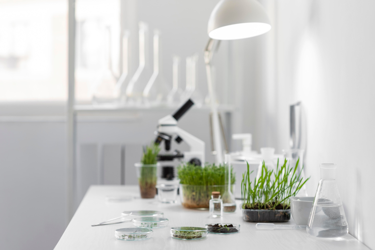 Herbario MDQ: una colección de 4,000 plantas vasculares de Mar del Plata