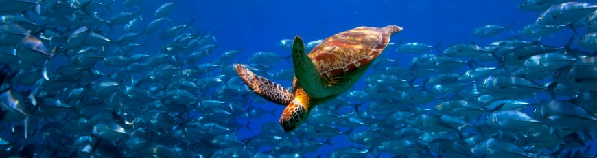 En Chile forman a estudiantes para la conservación de tortugas marinas