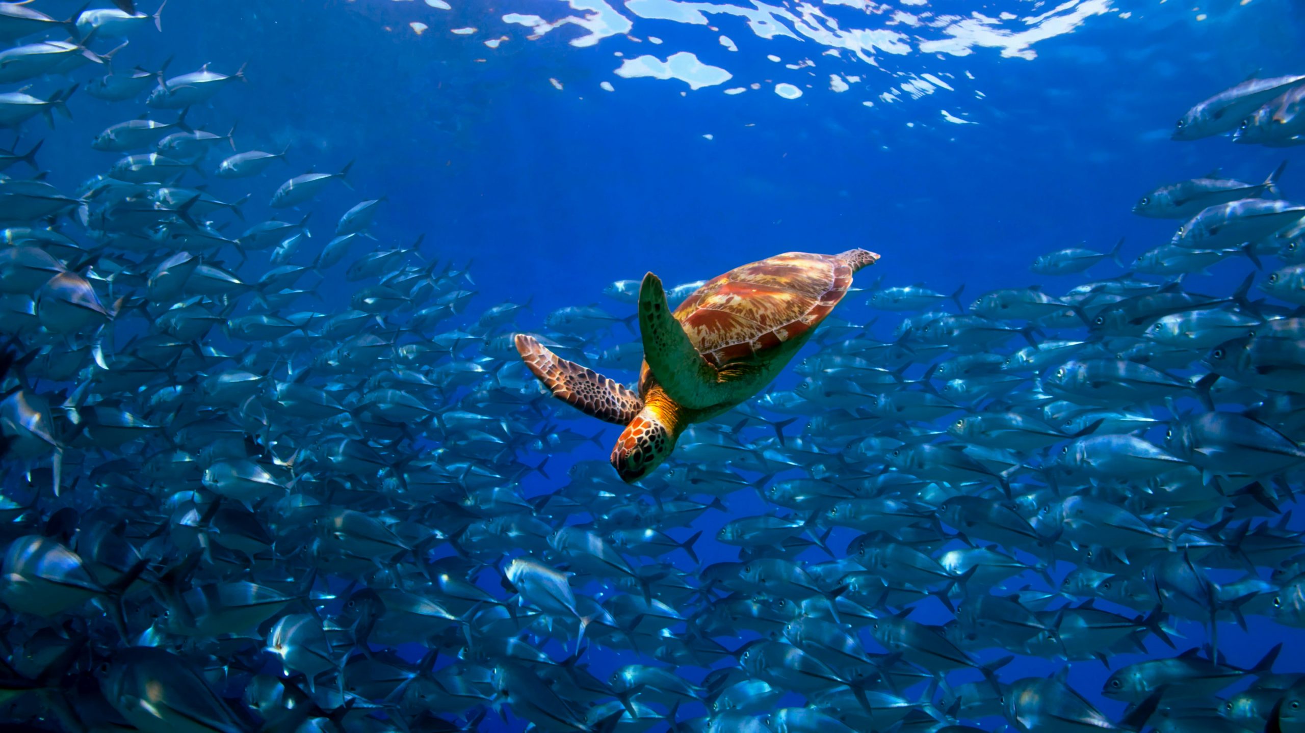 En Chile forman a estudiantes para la conservación de tortugas marinas