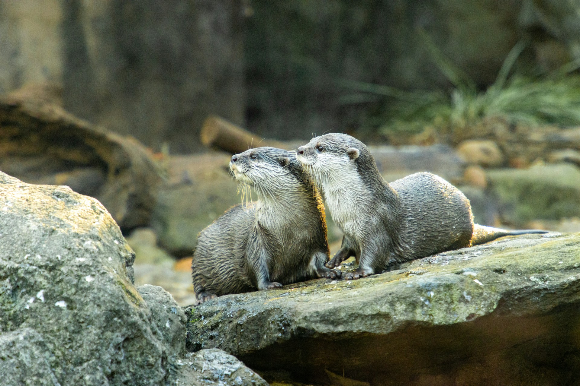 Perú descubre una nueva especie de nutria, la cuarta registrada en el país