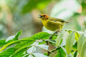 711-1-CIENCIA_Canto de las aves_