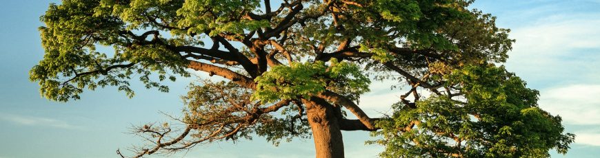 Árbol robot con inteligencia artificial: una propuesta desde Bucaramanga