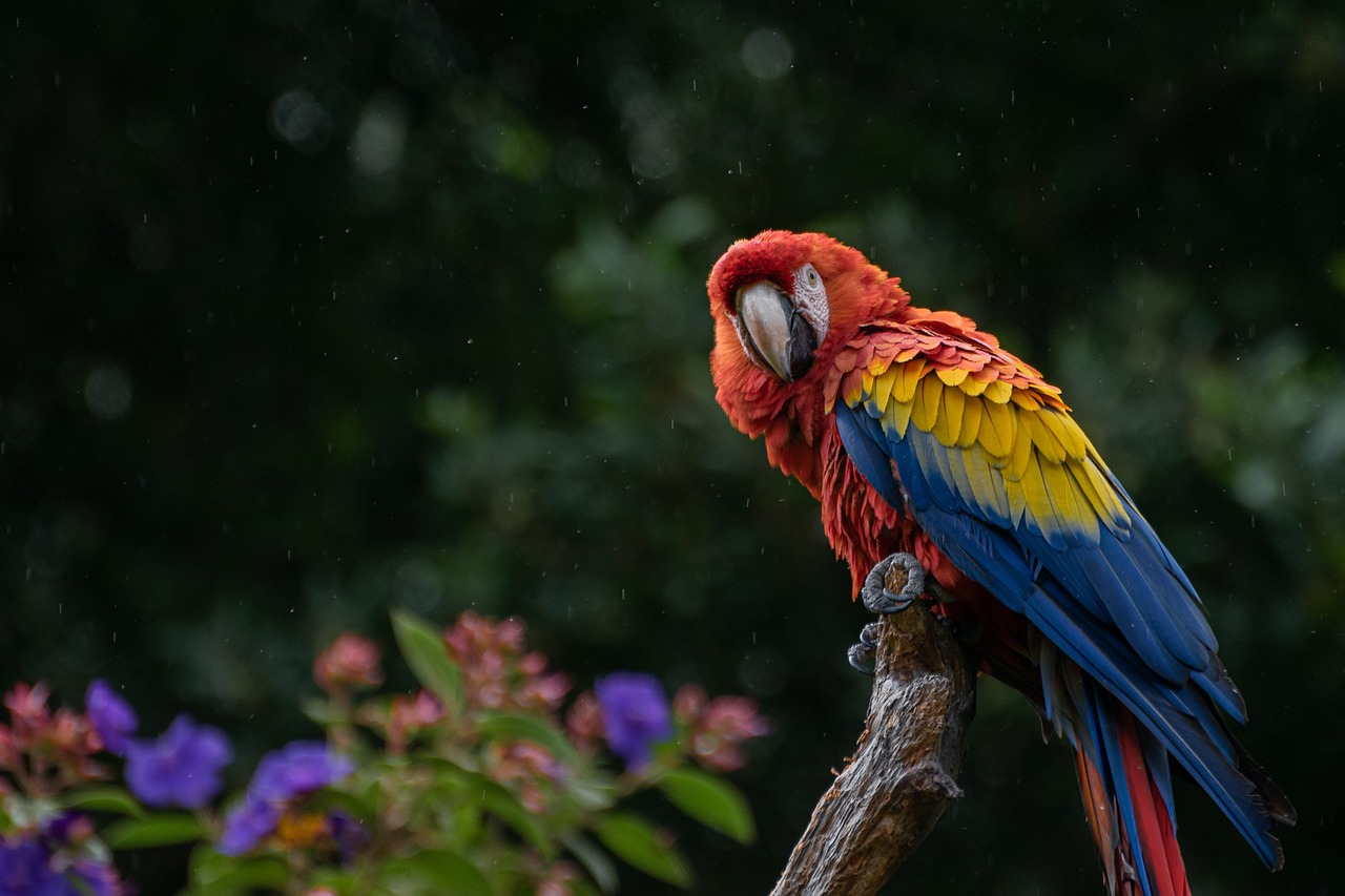 La pérdida de hábitats amenaza la vida silvestre en Honduras y el mundo