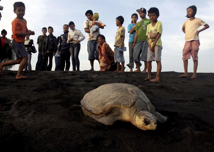 Liberan en el Pacífico de Nicaragua casi 5.000 tortugas de paslama, especie en peligro