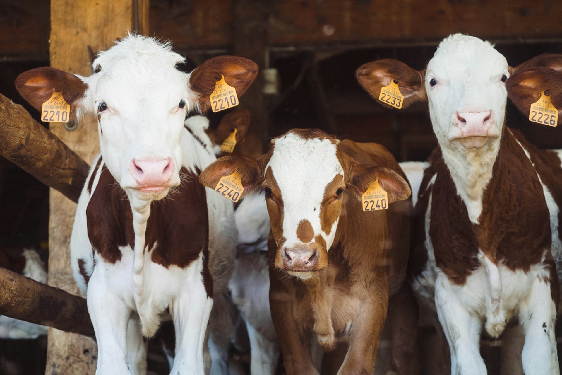 El impacto del parásito ‘Neospora caninum’ en la reproducción bovina