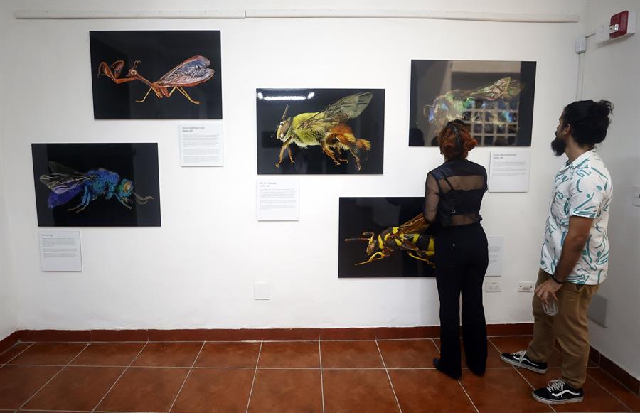 Una muestra en La Habana pone la lupa en su rica y poco explorada biodiversidad