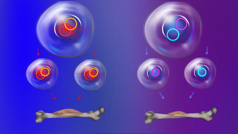 Describen el mecanismo del ADN circular extracromasómico para impulsar el cáncer