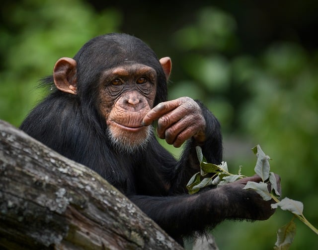 El ego también es animal: Los chimpancés rinden mejor en tareas difíciles si tienen público