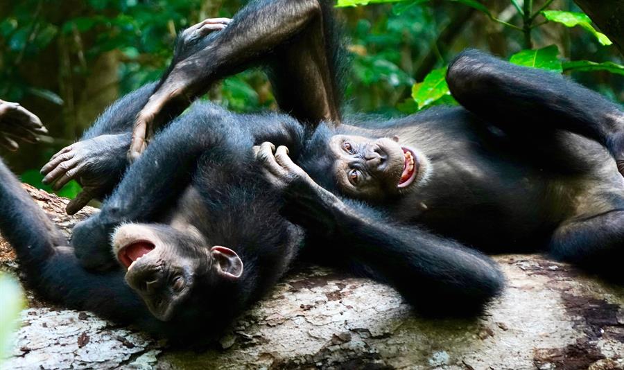 El juego entre chimpancés adultos sirve para mejorar la cooperación y rebajar la tensión