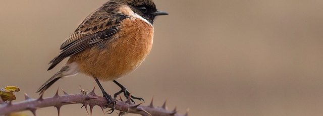 El sexo y el comportamiento de las aves en el nido influyen en la probabilidad de que les piquen insectos