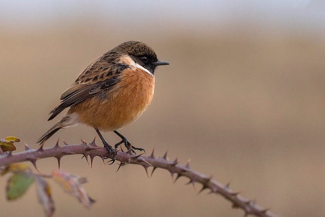 El sexo y el comportamiento de las aves en el nido influyen en la probabilidad de que les piquen insectos