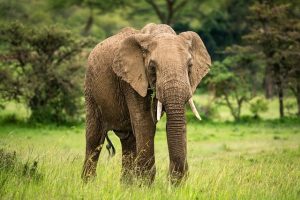 elephants-7749157_640