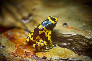 frog-2148847_640