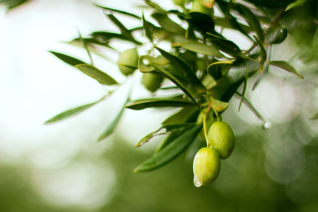 Germinan en China unas semillas de olivo sometidas a experimentos en el espacio