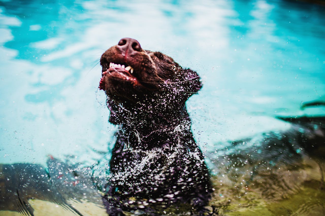 ¿Por qué los perros sacuden su cuerpo cuando están mojados?