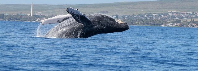 Menos del 7 % de las zonas de colisión entre ballenas y barcos tienen medidas de protección