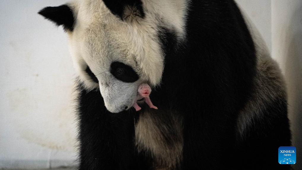 Katiusha, la primera panda nacida en el Zoo de Moscú, disfruta su primera nevada