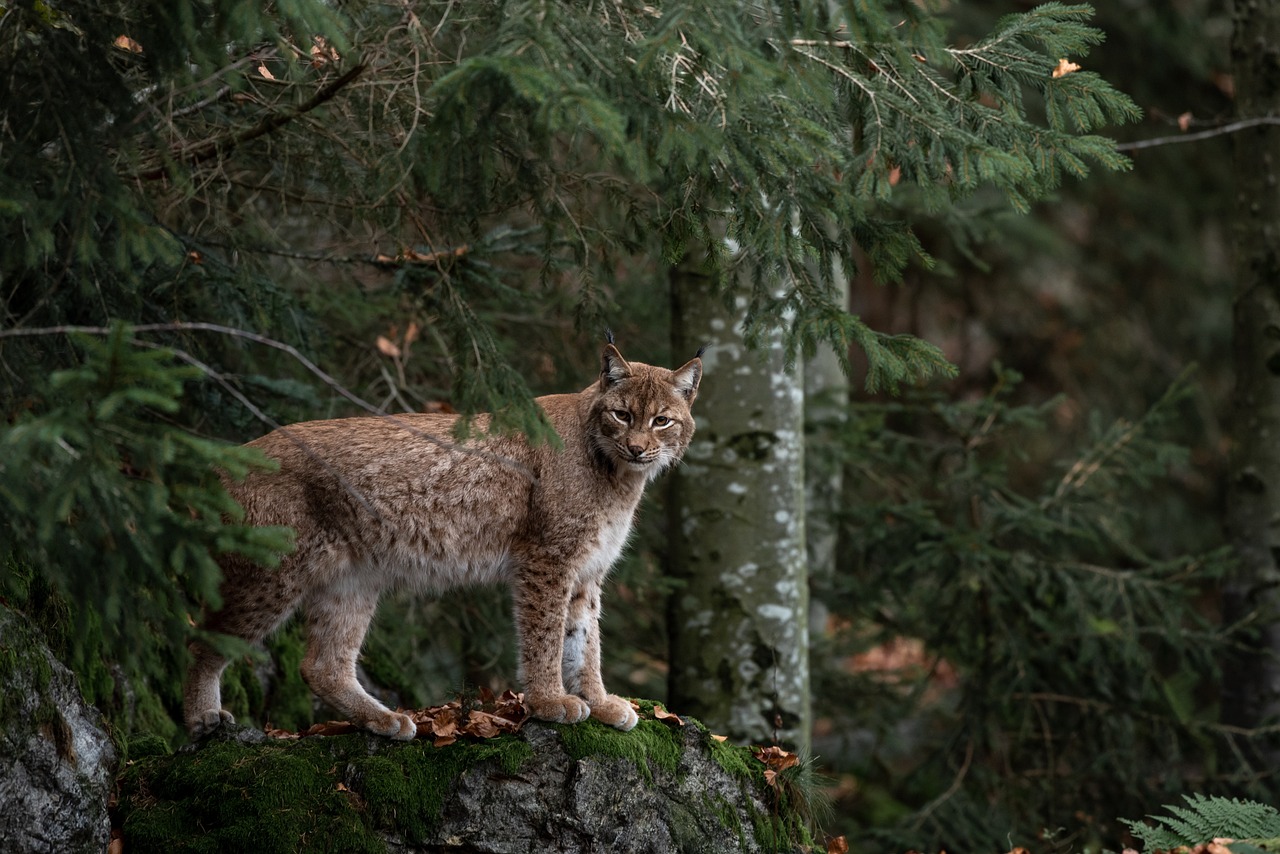 La Reserva Chamela-Cuixmala: un tesoro biodiverso, pero en peligro