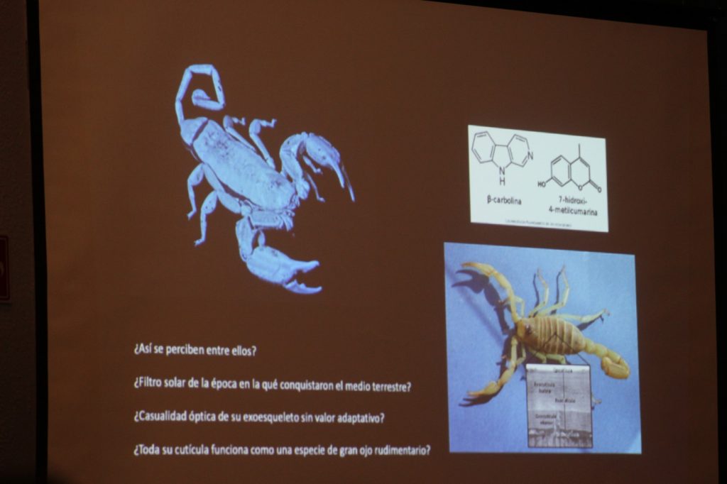 Los escorpiones brillan de un color verde azulado cuando se iluminan con luz ultravioleta o luz de luna natural. Fotografía por  Leslie Almanza / NCC Iberoamérica.