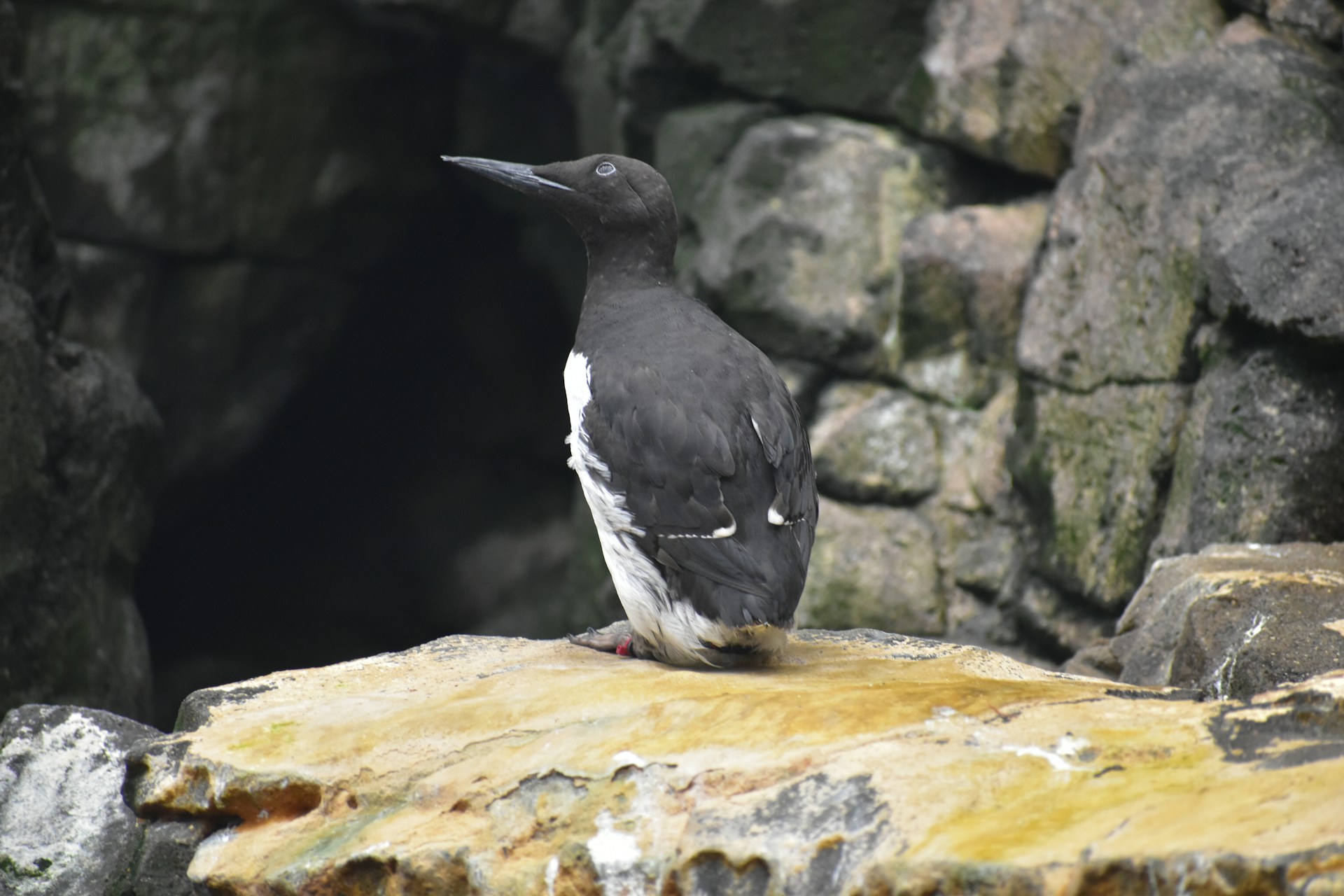 Una sola ola de calor mató millones de aves marinas en Alaska