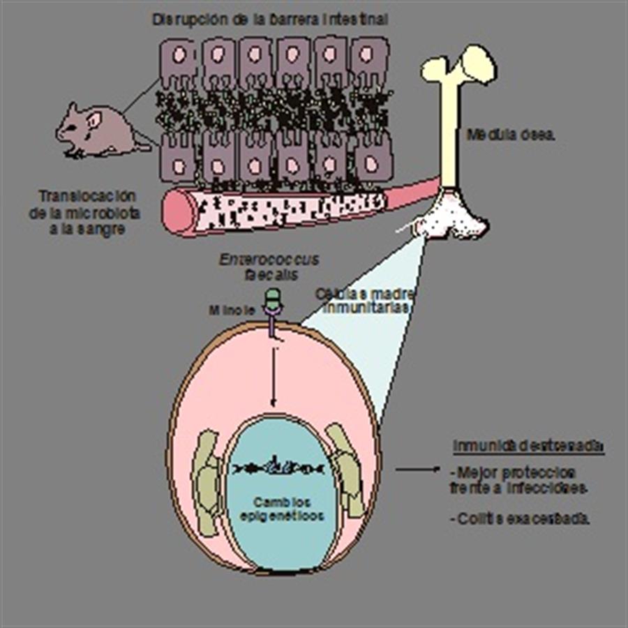 Así influye el intestino en el desarrollo de enfermedades inflamatorias o cardiovasculares