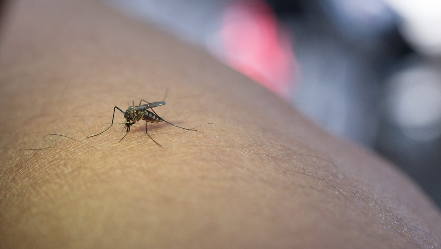 ¿Qué es la malaria y cómo prevenirla?