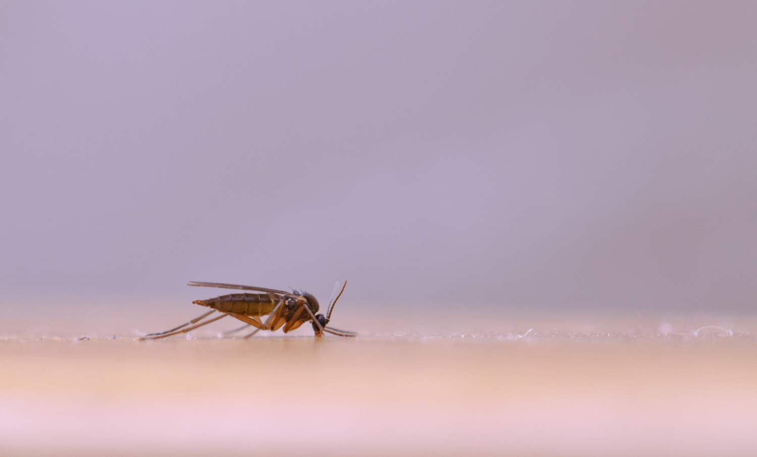 En Uruguay liberan mosquitos esterilizados para controlar los casos de dengue