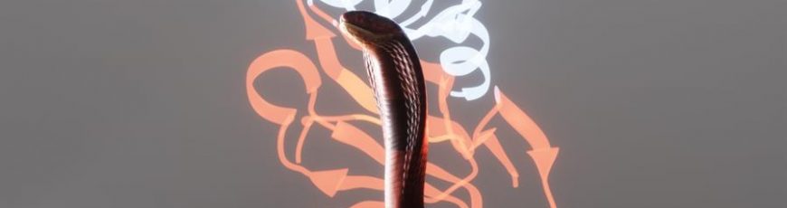 Proteínas diseñadas con IA neutralizan las toxinas letales del veneno de serpiente