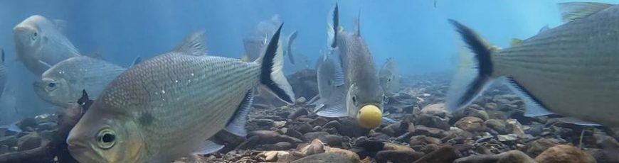 A más variedad de arboles, más peces en los bosques inundados de la Amazonía