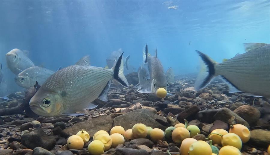 A más variedad de arboles, más peces en los bosques inundados de la Amazonía