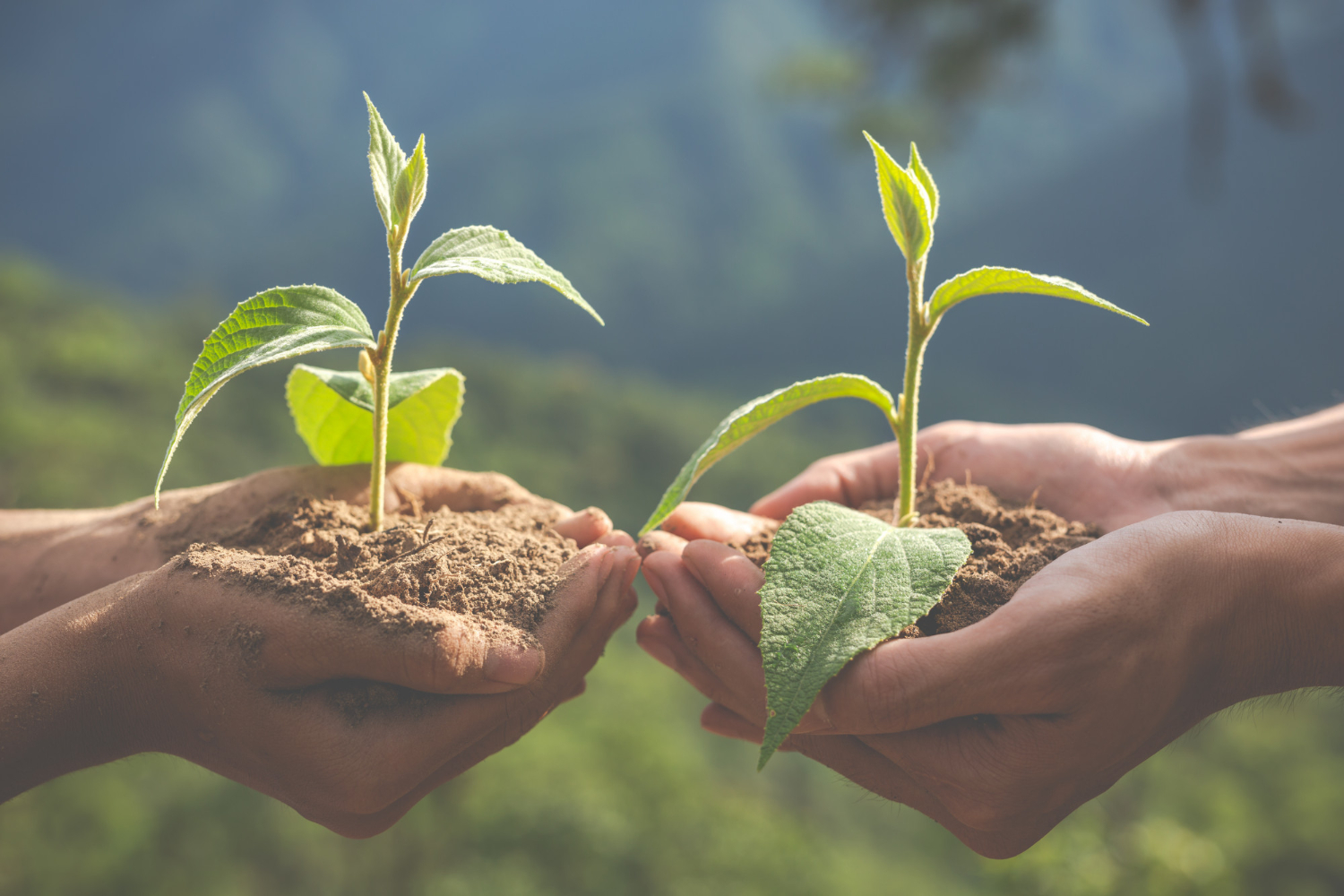 Iniciativa silvopastoril en Santander es clave para la protección ambiental