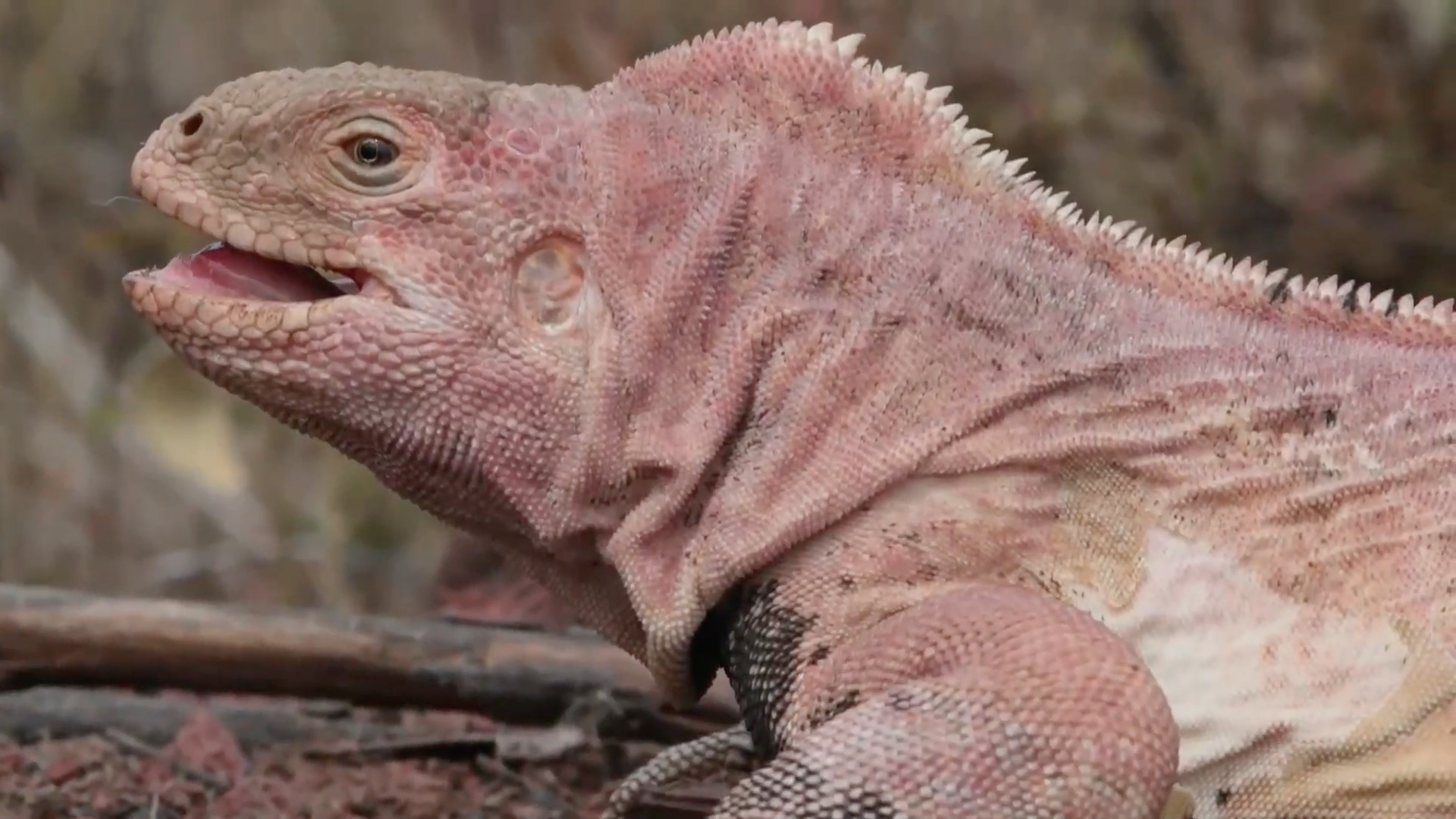 Científicos monitorean la población de iguanas rosadas en Galápagos