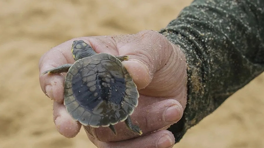 Sequías e incendios afectan el ciclo reproductivo de las tortugas charapa