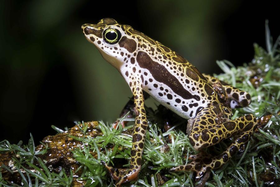 Científicos identifican dos nuevas especies de ranas arlequines en la Amazonía peruana