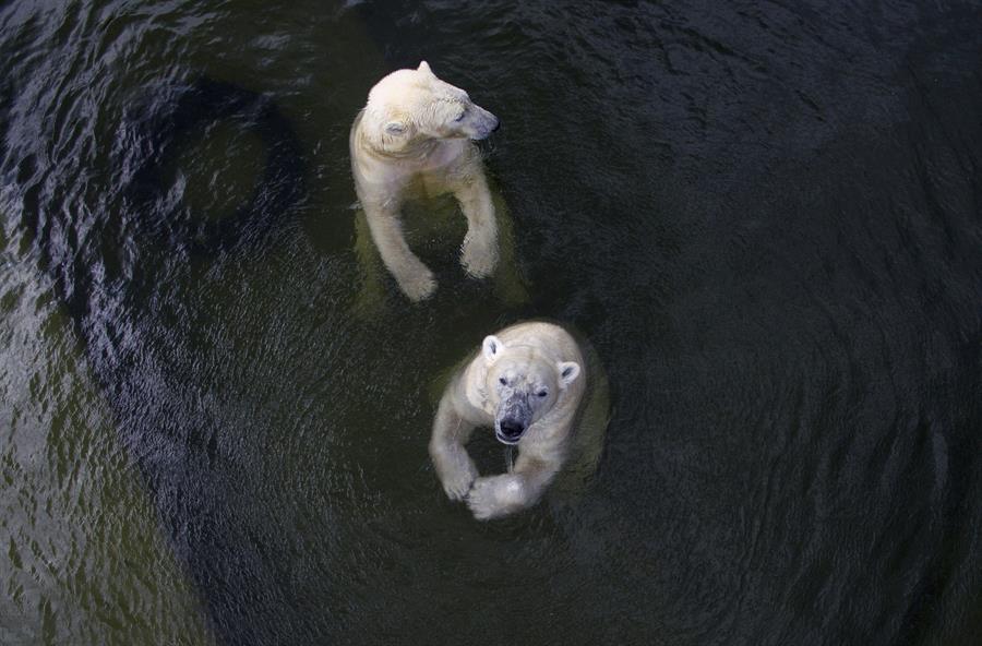 La población de osos polares de la bahía de Hudson (Canadá) se ha reducido casi a la mitad