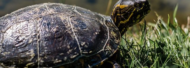 Túnez pone en marcha un hospital flotante para proteger a sus tortugas