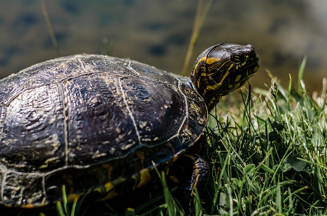 Túnez pone en marcha un hospital flotante para proteger a sus tortugas